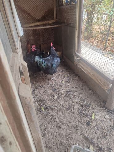 куры домашние купить: Продаю Петуха Яйцеслава!!! Назначение:На разведение и увеличение — 5