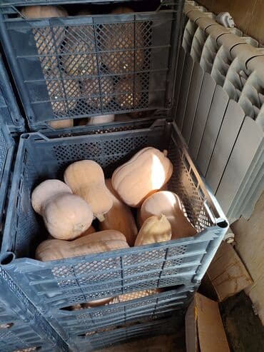 тыква оптом: Тыква Матильда, выращенная на огороде, отличается нежным сладковатым — 2