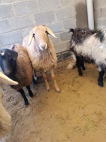 А\ч жаныбралары үчүн товарлар жана шаймандар: Сатам | Ургаачы кой (ургаачы) | Көбөйтүү үчүн | Асыл тукумдуу — 8