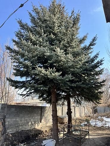 семена кукурузы китай: Продаётся голубая ель (Picea pungens) 🌲 Высота дерева — примерно 8 — 1