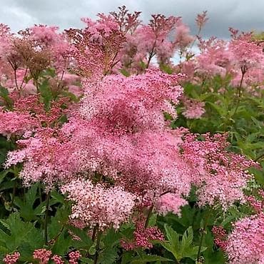 вишня куплю: Садовые многолетники хосты 100-400 сом, хризантемы жёлтые цветут с — 9