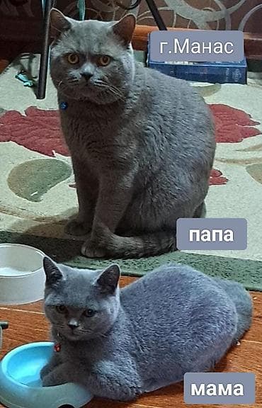 4 5мм: Скотиш Страйт (Шотландиялык тик кулактуу), 2 айлык, Ургаачы, Көгүлтүр, Лотокко барууга үйрөтүлгөн — 3