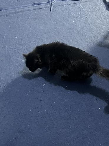 4 месяца, Мальчик, Черный, Приучена к лотку