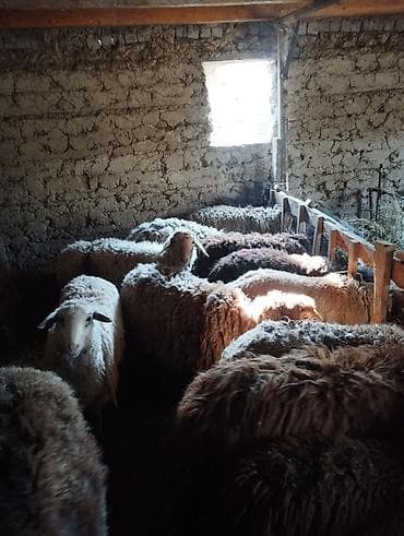 овце матки: Продаю | Овца (самка) | Для разведения — 6