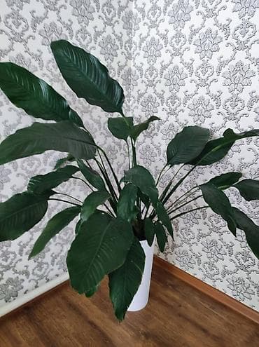 где можно купить вазу для цветов: Продается Комнатные растения в горшках — 5