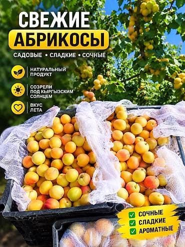оптом бараны: Абрикосы Королевский, Оптом — 1
