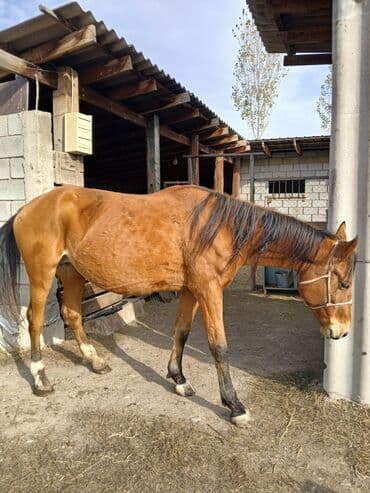 Кемирүүчүлөр: Сатам | Бээ (ургаачы) | Көбөйтүү үчүн — 2