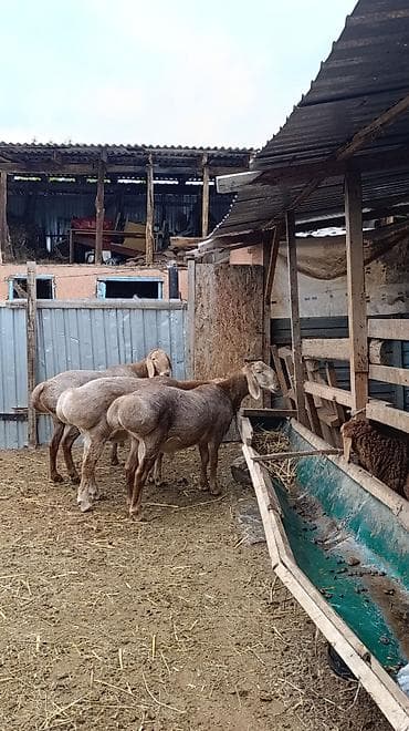 кормушка для ягнят: Продаю | Овца (самка) | На забой | Матка — 1