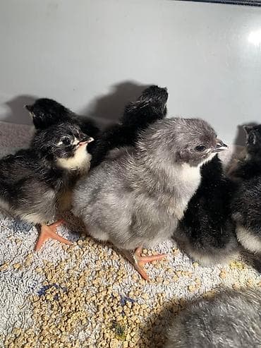 Кошки: Продаю | Цыплята | Домашняя | Для разведения — 2