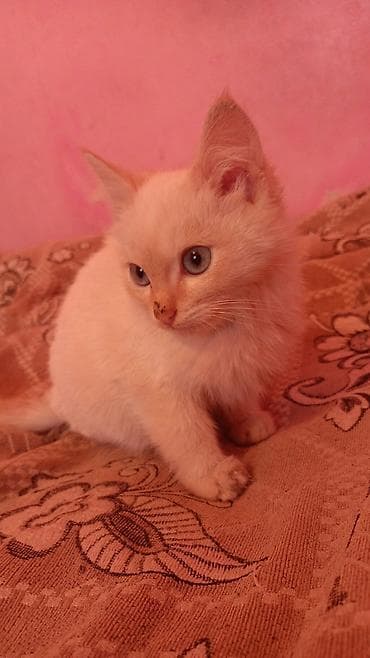 2 месяца, Девочка, Метис