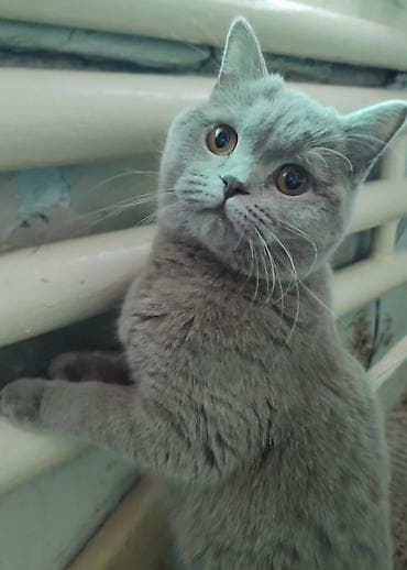scottish fold: Скотиш Страйт (Шотландская прямоухая), 11 месяцев, Девочка, Лиловый, Приучена к лотку, Проглистована, С прививками — 1