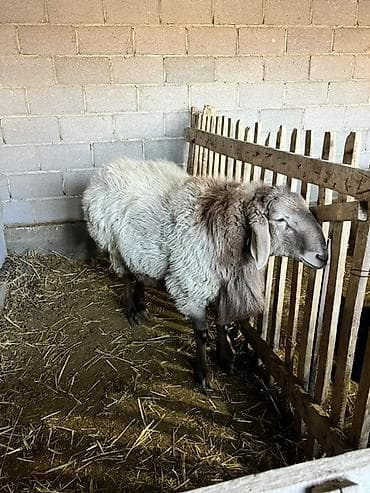 С/х животные и товары: Продаю | Баран (самец) | Полукровка | Для разведения | Племенные — 1