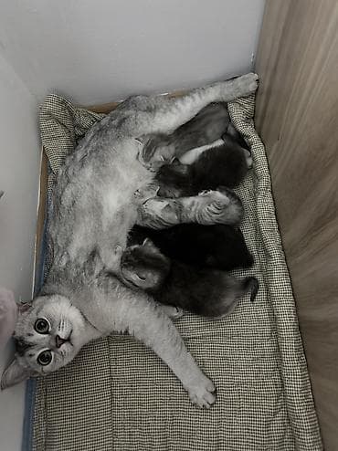 Продажа кошек: Британская короткошёрстная, 1 месяц, Девочка, Серебристая шиншилла — 6