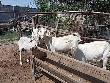 сүттү эчки: Сатам | Эчки (ургаачы) | Сүт алуу үчүн | Асыл тукумдуу — 7