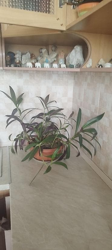 домашнее растение: Традесканция сидячецветковая (Tradescantia spathacea/флоттинг) — 3