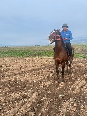 хомяк с клеткой: Продаю | Жеребец | Рабочий — 3