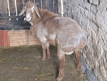 дойних коров: Продаю | Баран (самец) | Для разведения — 2