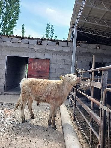 chi su: Продаю | Бык (самец), Музоо, торпок | Ангус, Шароле — 1