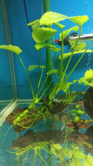 уй сойгонго: Продаю аквариумов растение анобиус первое фото по 400 сом второе по — 2
