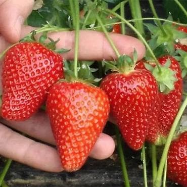 скупка клубника: Саженцы клубники Альбион с очень хорошей корневой системойсорт — 3
