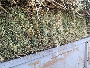 уй животных: Люцерна 1 Кост тюки плотные цена договорная+ доставка в наличии — 2