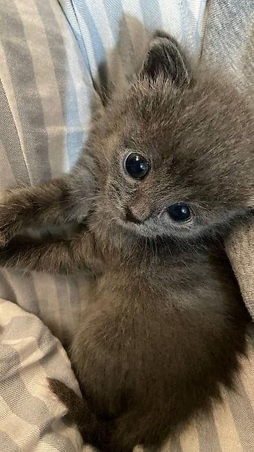 кошка майкун: Русская голубая кошка, отдам в добрые руки. - Возраст: 2 месяца 27 — 3