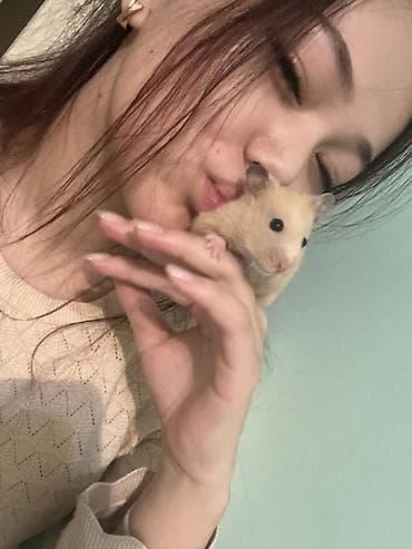 Продаю хомячка (6–7 месяцев) Милая, активная и очень ласковая девочка