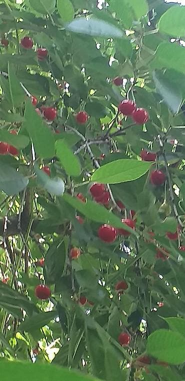 кукуруза мача: Вишня Оптом, Самовывоз — 2