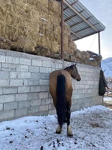 романовская порода: Продаю | Жеребец | Рабочий — 2