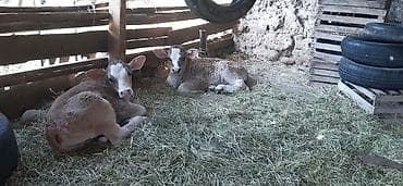 Продаю | Музоо, торпок | Швицкая | Для разведения at lalafo.kg Продаю | Музоо, торпок | Швицкая | Для разведения