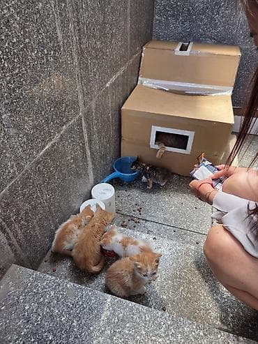 scottish fold: Котята — домашние любимцы - Пушистые малыши рыже-белого и — 4