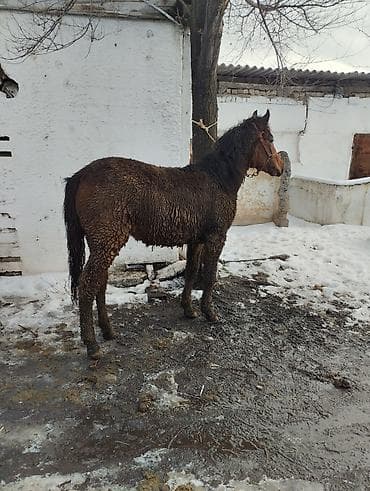 Аквариумдар: Сатам | Тай | Аргын | Көбөйтүү үчүн | Асыл тукумдуу — 5