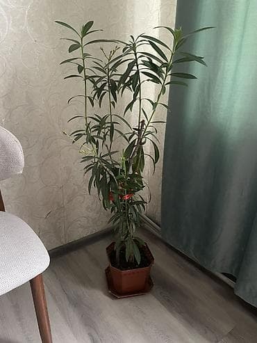 купить лавровое дерево: Крупный комнатный олеандр (Nerium oleander) в горшке. - Высота — 1