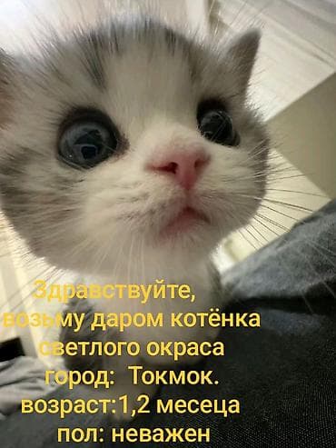 отдам даром котенка бишкек: Запрос на котёнка светлого окраса. Ищу котёнка светлой масти — 1