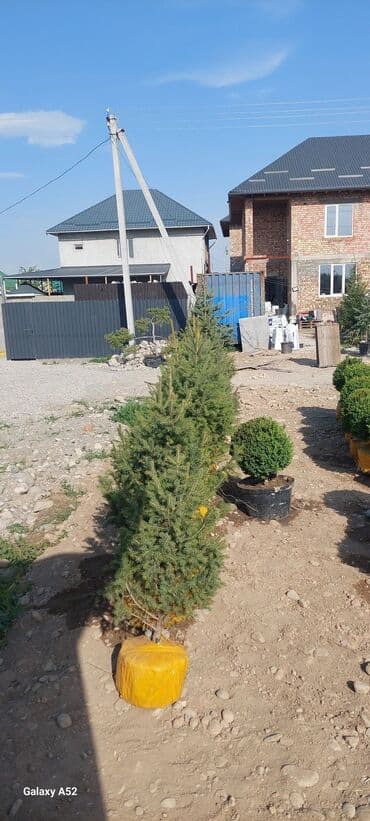 саженцы хвойных пород: Саженцы деревьев: Ели, Платная доставка — 3