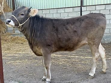 кой сойу: Продаю | Тёлка | Швицкая | На откорм | Племенные — 3