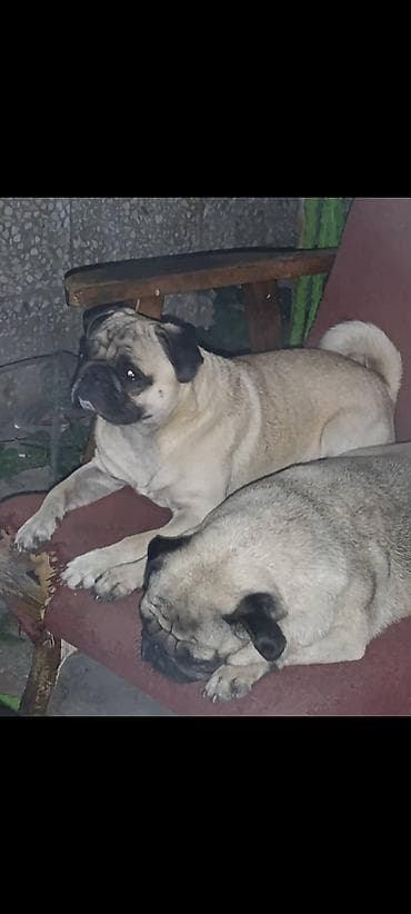 мопс собаки: Щенки мопса - Порода: мопс, окрас бежевый с чёрной маской - — 5