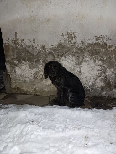 отдам даром собаку в хорошие руки: Собака даром: Кокер-спаниель, 1 год, Самка, С прививкой — 2