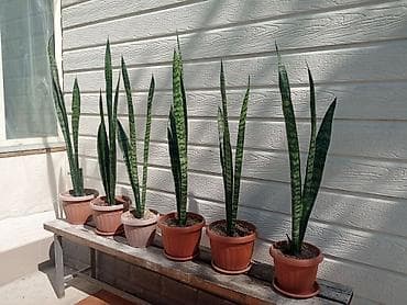 мечит: Сансевиерия (Sansevieria trifasciata), «тещин язык» — комнатное — 2