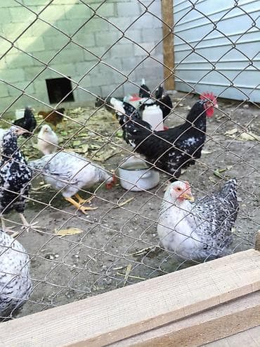 китайский куры: Продаю | Куры | Несушки — 10