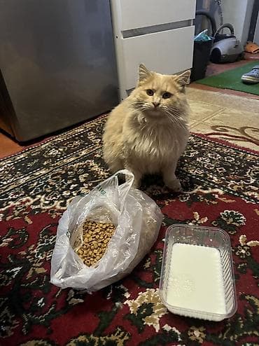 кошки на обувь: Пушистый кремовый кот с длинной шерстью и пышным хвостом. Окрас теплый — 3