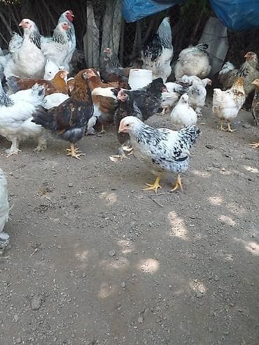 бройлерные куры: Продаю | Куры | Кучинская, Бройлерная, Брама | Для разведения — 3