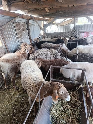 Продаю | Овца (самка) | Полукровка | Для разведения | Матка at lalafo.kg Продаю | Овца (самка) | Полукровка | Для разведения | Матка