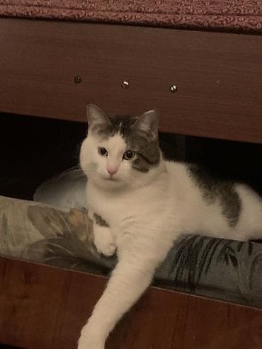 кот манчкин: Кошка даром: Беспородная, 1 год, Мальчик, Приучена к лотку — 5