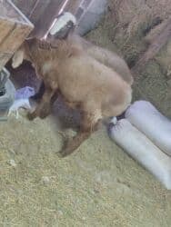 сколько стоит лабрадор ретривер: Продаю | Баран (самец) | На забой — 4