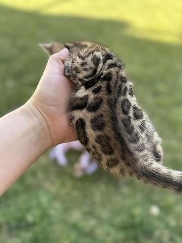 Үй жаныбарлары үчүн товарлар: Бенгал, 1 айлык, Эркек — 5