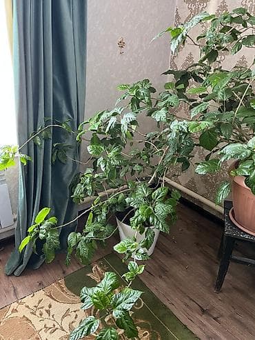 розы в колбе: Гибискус (китайская роза), крупное комнатное растение - Развитый — 1