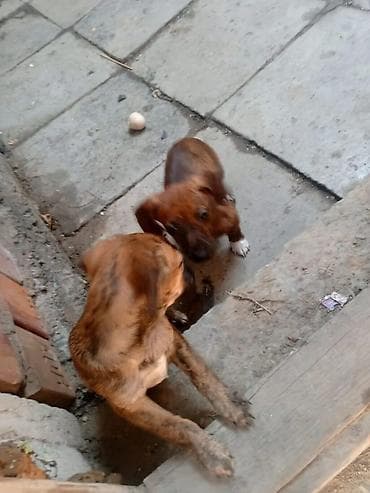 Вязка собак: Щенки среднего размера, гладкошерстные, рыже‑тигрового окраса. На фото — 2