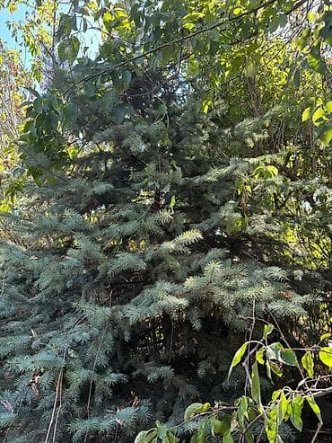 сеянцы голубой ели: Ель голубая (Picea pungens, «голубая ель») для ландшафтного — 5