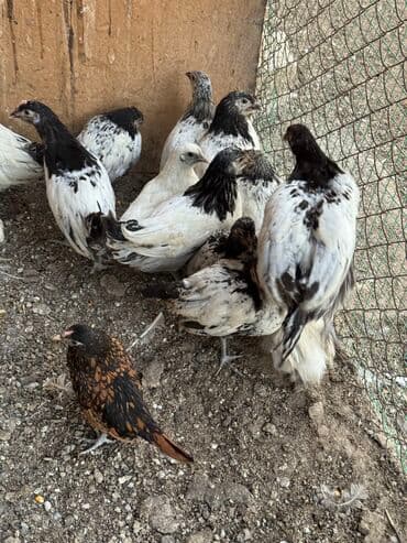 домик для животных: Продаю | Петух, Куры — 3